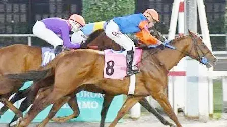 Zaatar tratará de seguir sumando en el Handicap Mangangá, en Palermo.