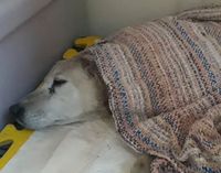 Crueldad descarnada: abandonaron a una perra en el Relleno Sanitario