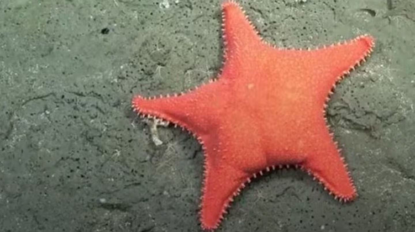 El primer stream del Conicet fue exitoso y dejó hasta memes.