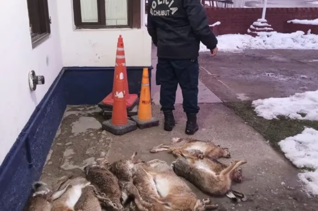 Liebres Chubut - 2