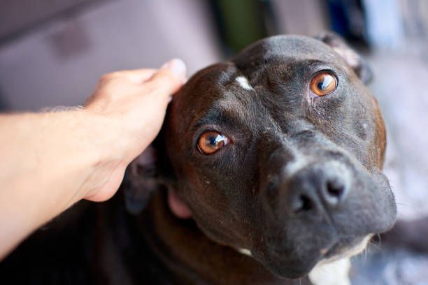 Lo descubrieron desnudo con un perro y terminó preso: lo acusan de violar al pitbull de su ex nuera