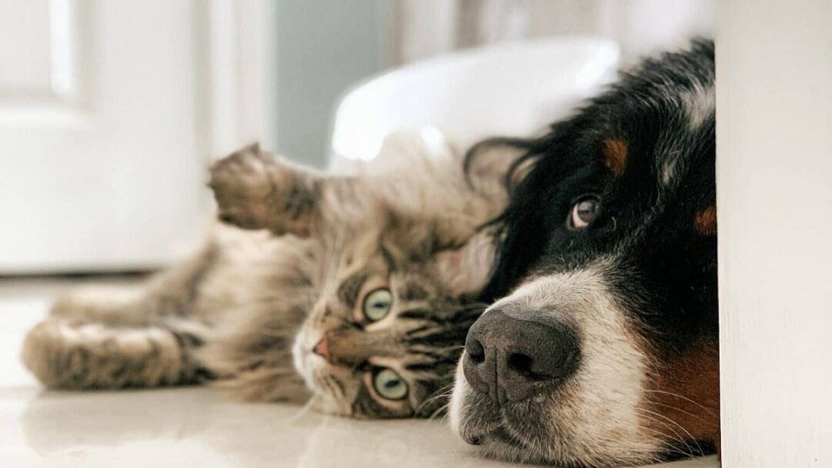 Eurodiputados adoptan reglas por el bienestar de perros y gatos