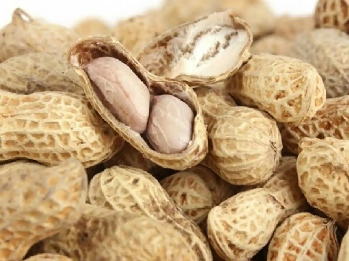 La producción de maní fue la segunda economía regional que más dólares generó por exportaciones 