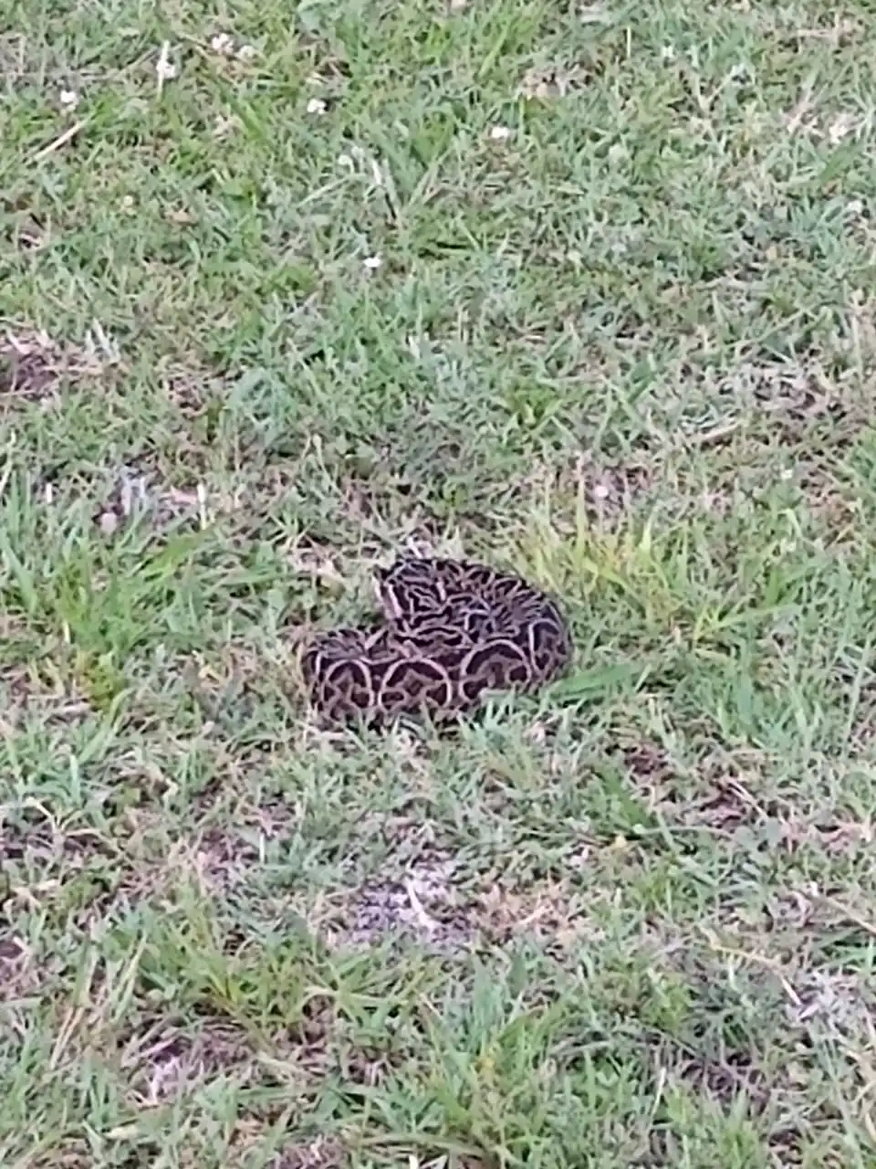 Una yarará de más de un metro de longitud alarmó a los vecinos de Don Bosco
