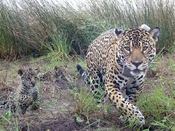 Quedan 250 yaguaretes en la Argentina (Foto NA)