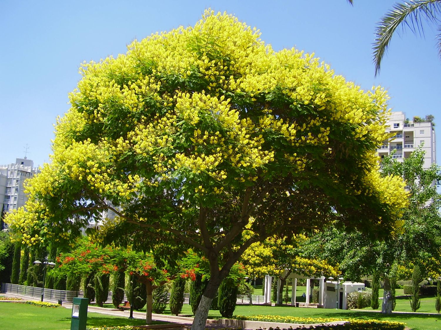 Flora autóctona, hoy: Ibirapita Peltophorum dubium