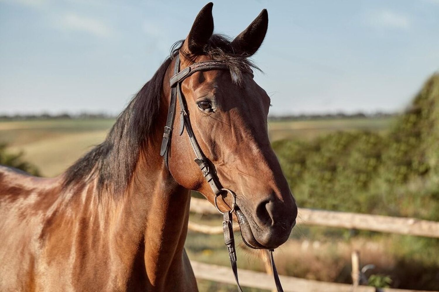 Brote de encefalomielitis equina en Romang y casos en estudio en San Javier