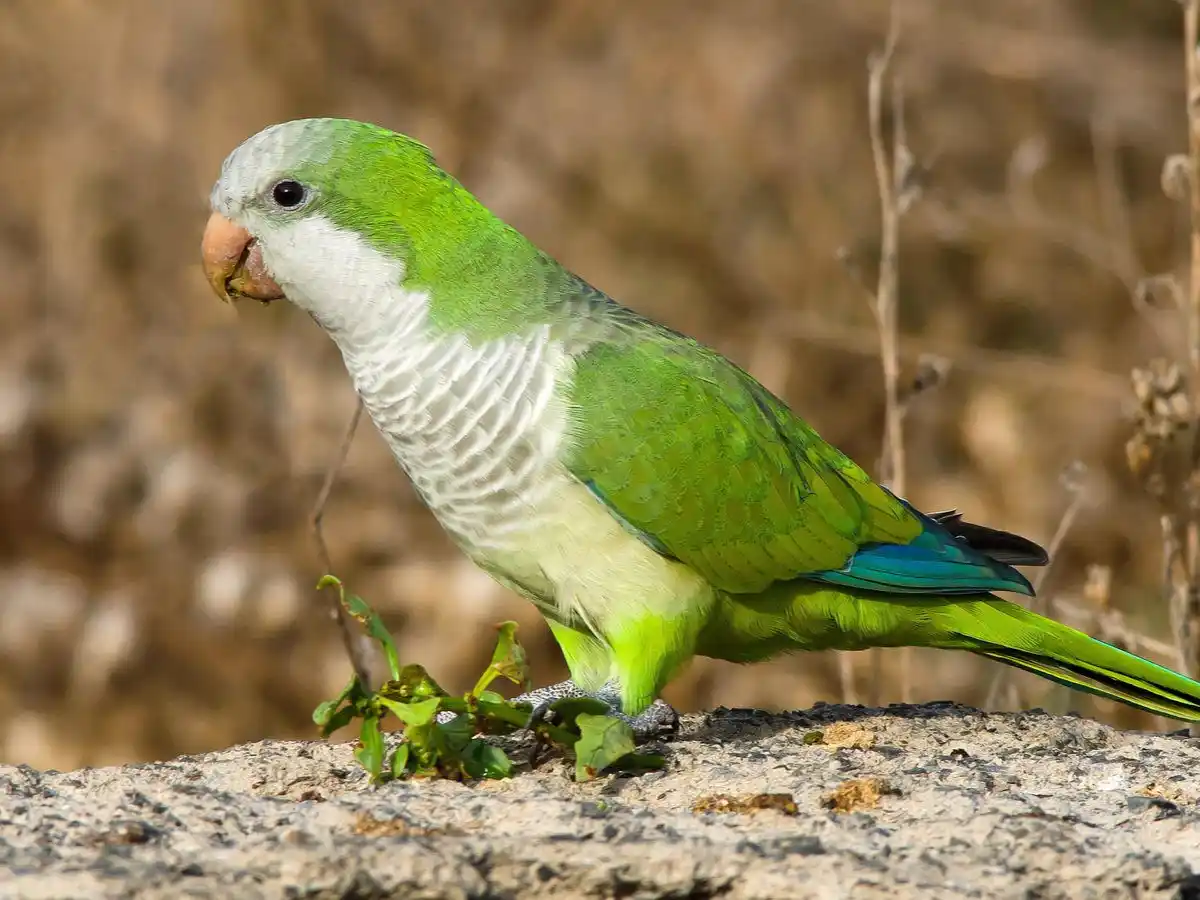 Psitacosis: Recomiendan precaución en el contacto con las aves