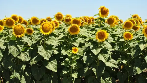 El Sistema de Estimaciones Agrícolas de la Bolsa de Comercio de Santa Fe confirmó el arranque de la campaña gruesa 2026/27 con la siembra de girasol. En paralelo, las lluvias siguen condicionando la cosecha de maíz tardío y algodón, mientras el trigo mantiene una evolución mayormente favorable.