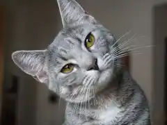 Dia Mundial del Gato: consejos para su cuidado y una tenencia responsable