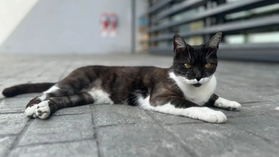 Proponen crear un registro de mascotas perdidas y encontradas en General Pueyrredon