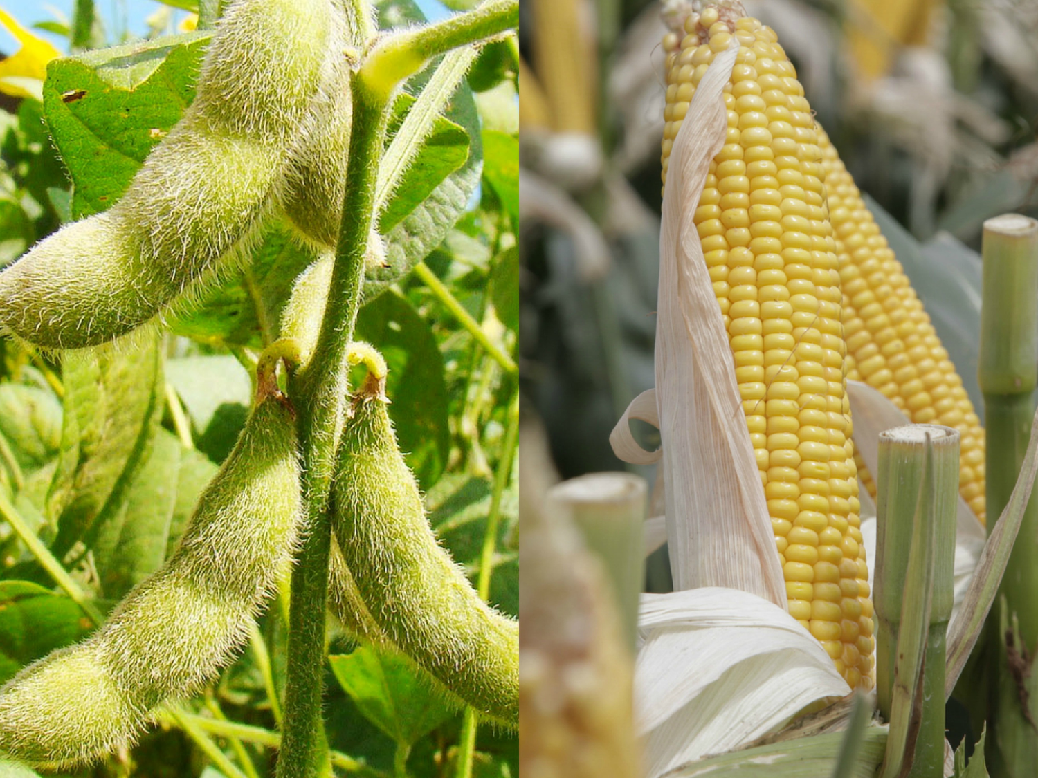 La agroindustria sostiene el ingreso de dólares al país
