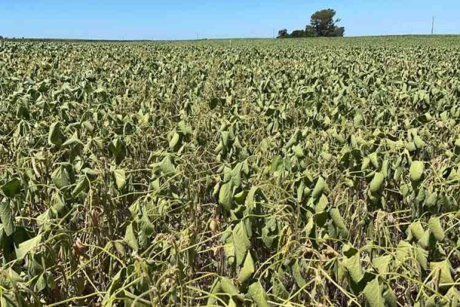 El calor extremo dejó pérdidas de hasta un 30 % del rendimiento en la soja de primera