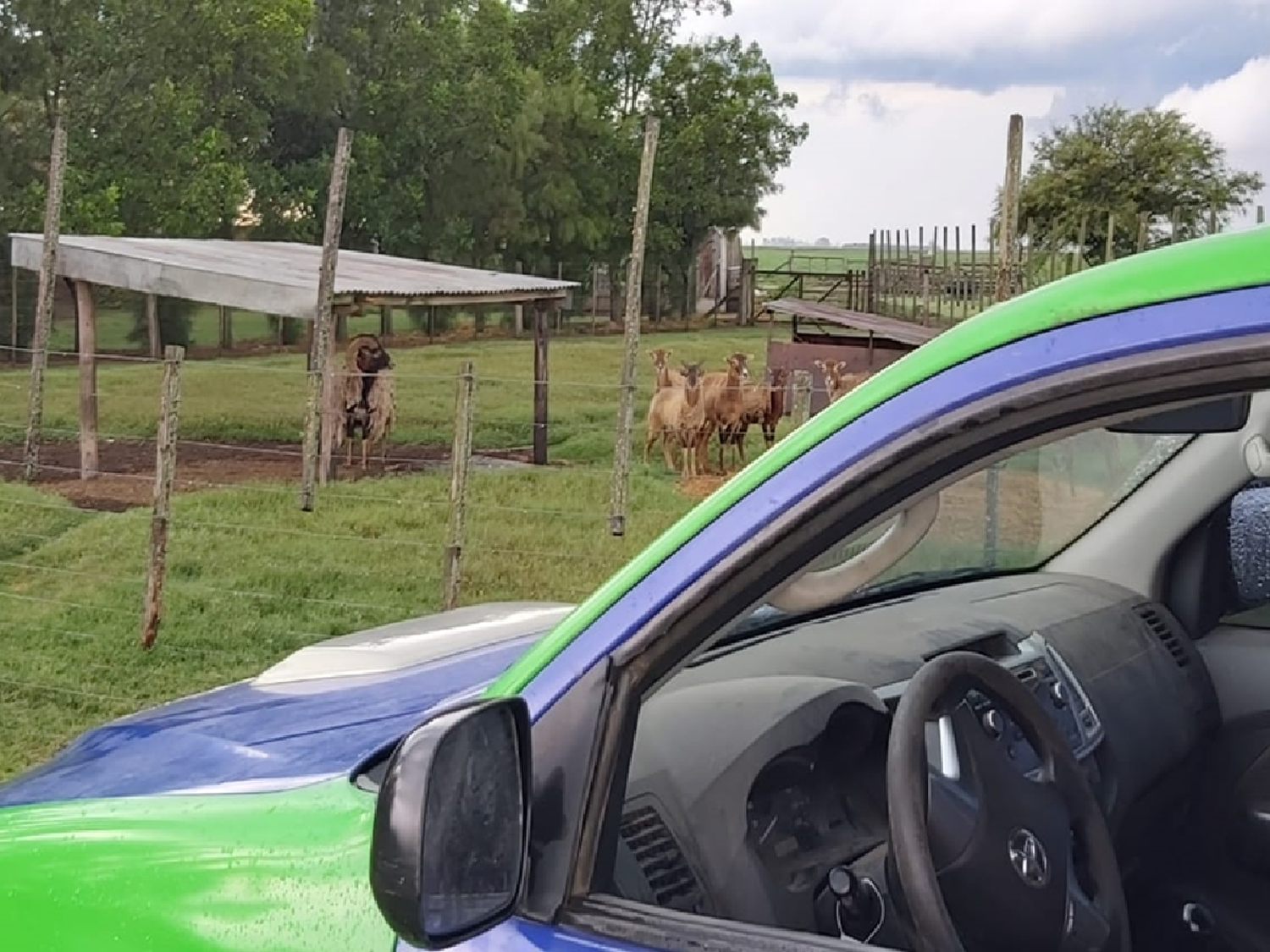 Policía Ambiental encontró más de 60 animales exóticos en Bell Ville