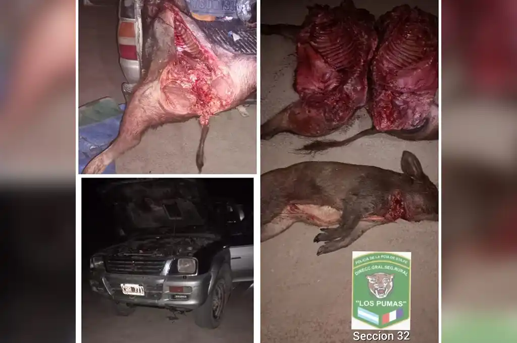 Caza ilegal desarticulada: cuatro detenidos y tres chanchos cimarrones incautados