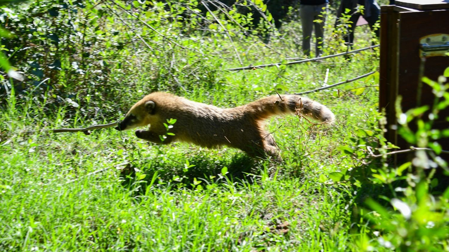 Diferentes especies son rescatadas, cuidadas y liberadas.