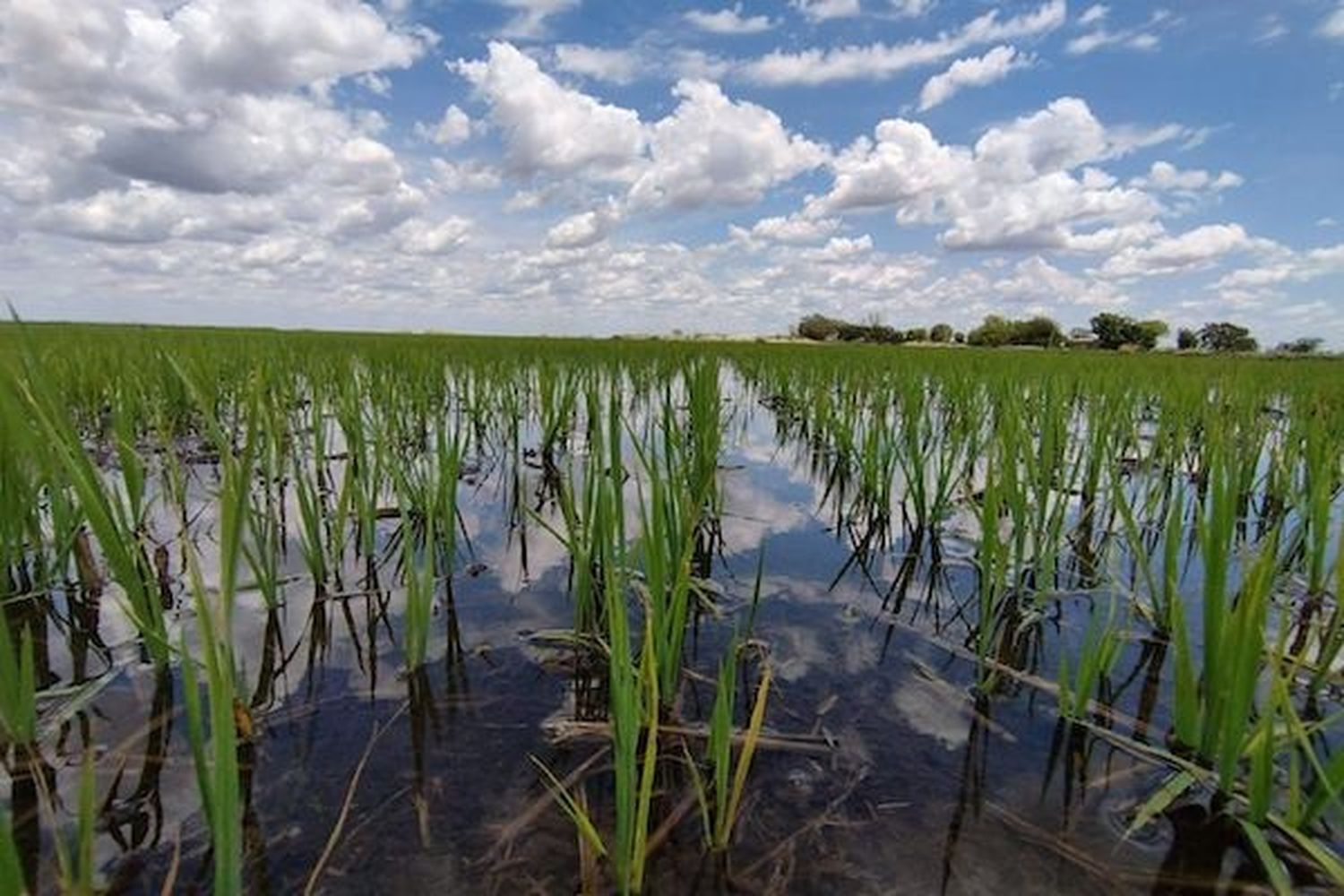 Con buenos números, culmina la siembra de arroz en la provincia