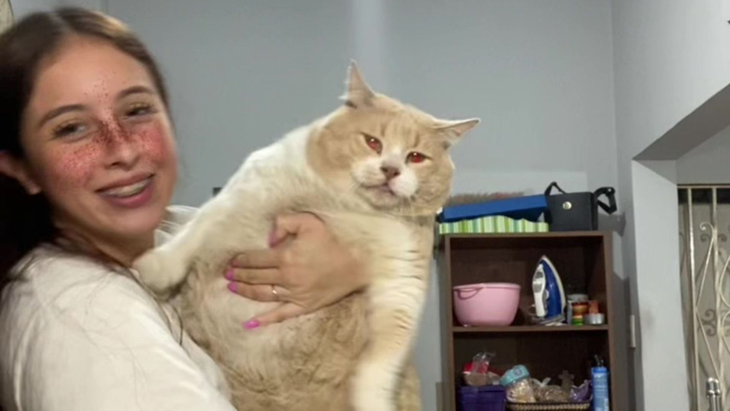Gato viral