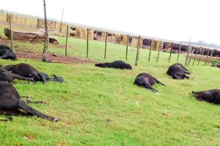 200 vacas cayeron muertas en forma abrupta mientras pastaban en un campo entrerriano