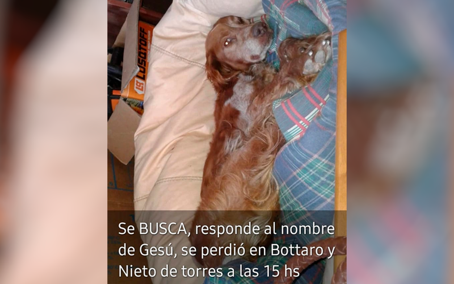 Buscan a Gesú