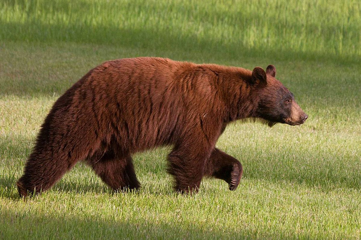 ¿Es real? Luchó contra un oso sin darse cuenta