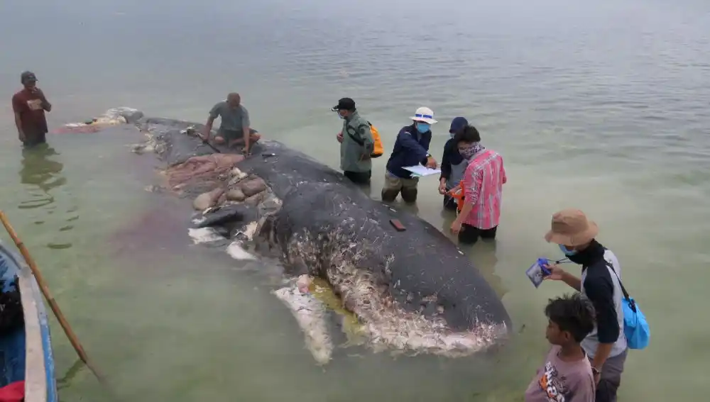 Hallan muerta a una ballena en Indonesia: tenia seis kilos de plástico en el estómago