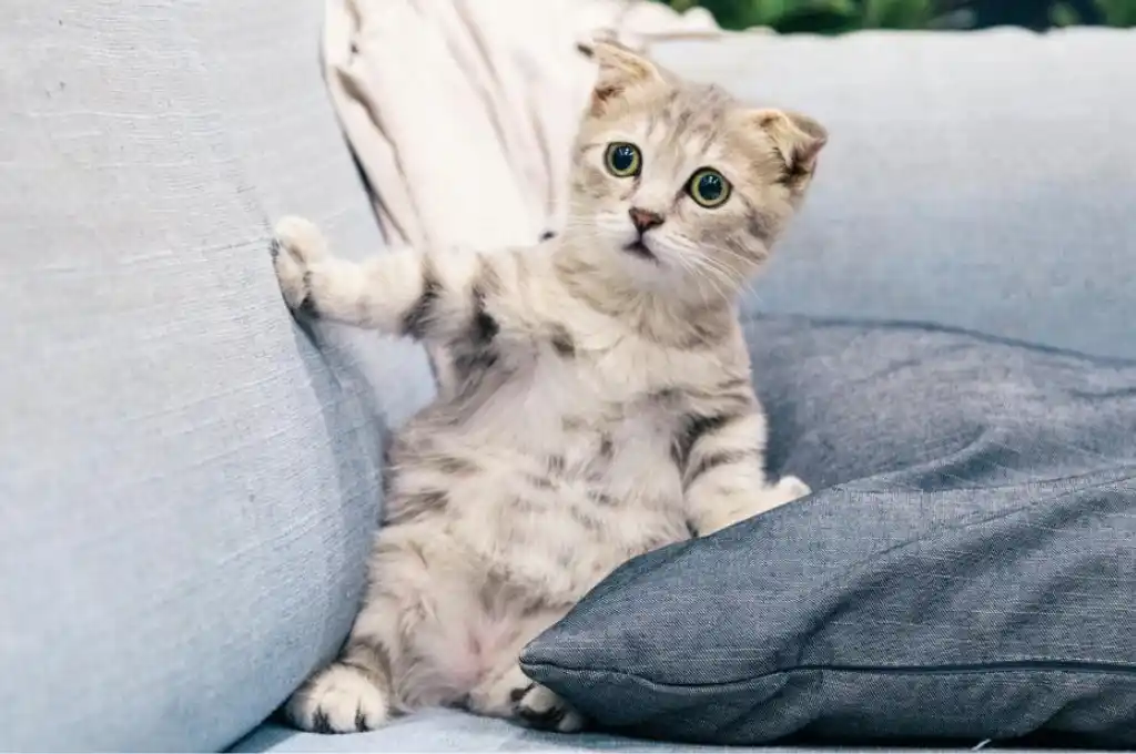 Su capacidad para sentir vibraciones sísmicas y cambios en la atmósfera los hace sensibles a su entorno.