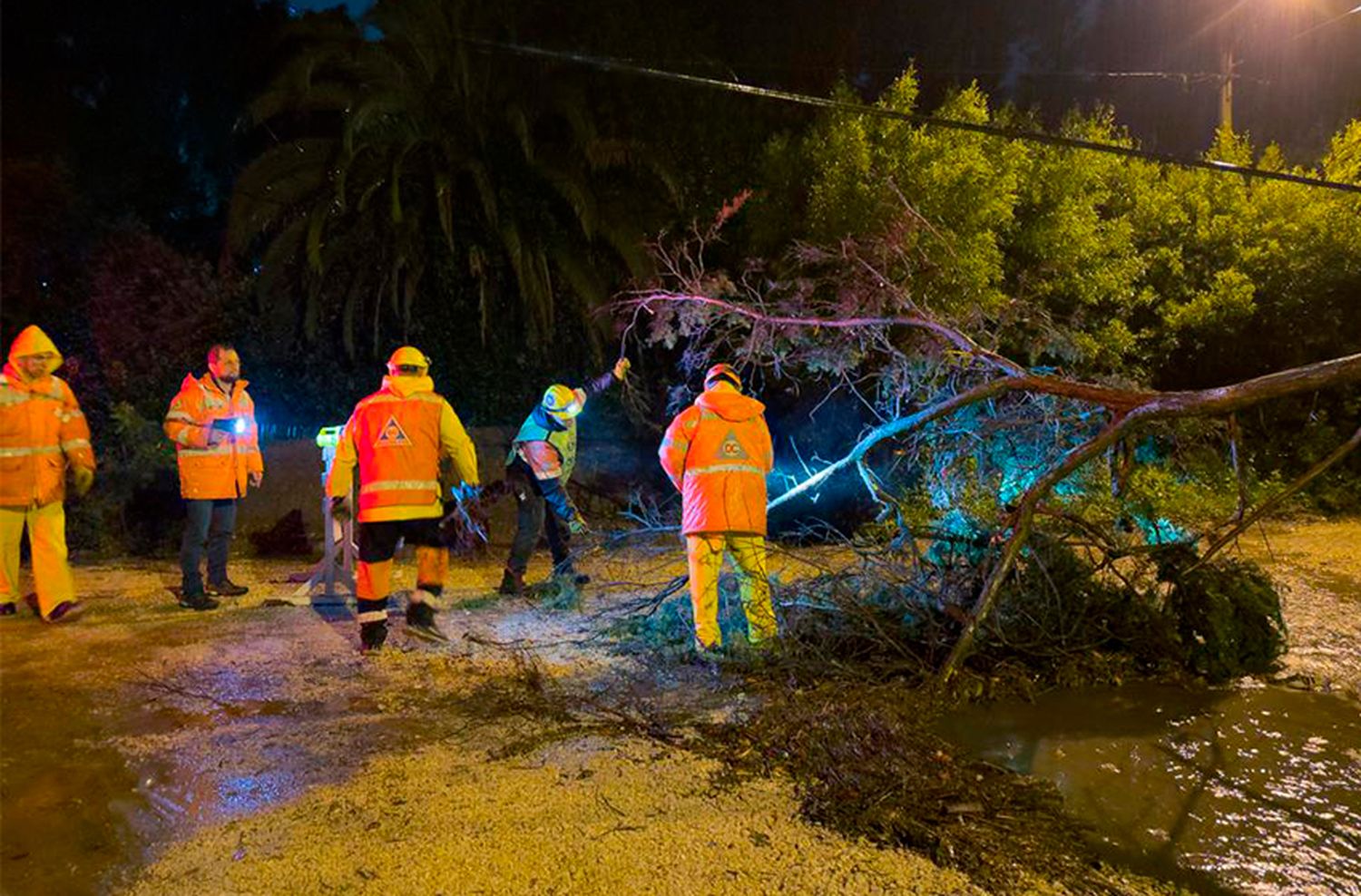 Apenas unos árboles caídos tras el temporal en Mar del Plata