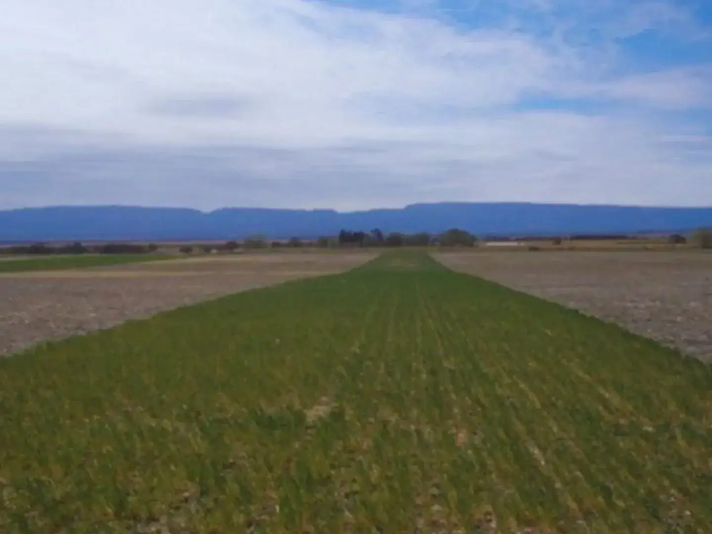 La alfalfa aumenta las reservas de carbono, según informó el Inta