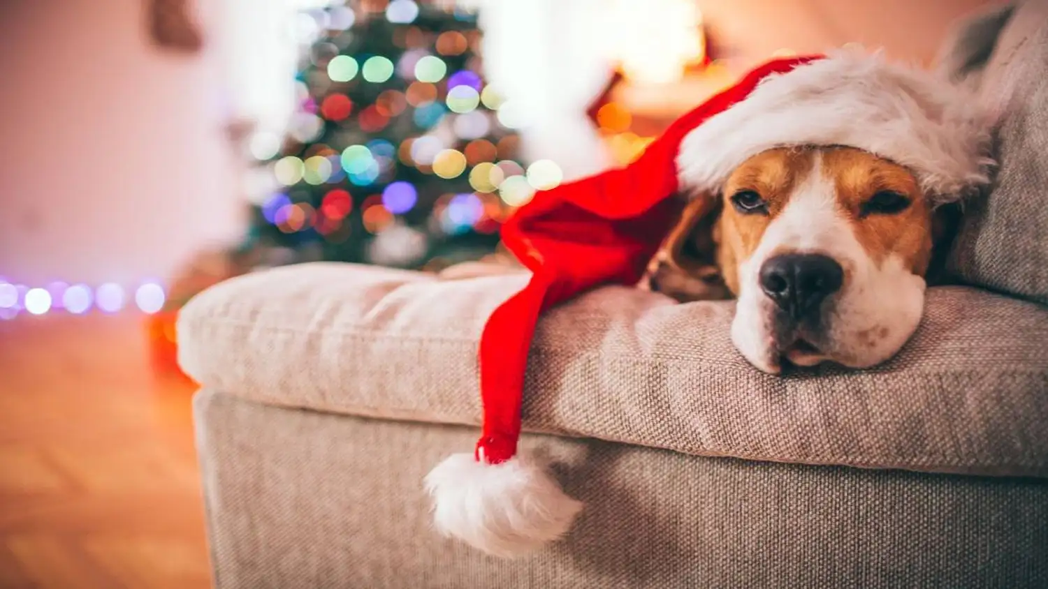 perros en navidad - 2