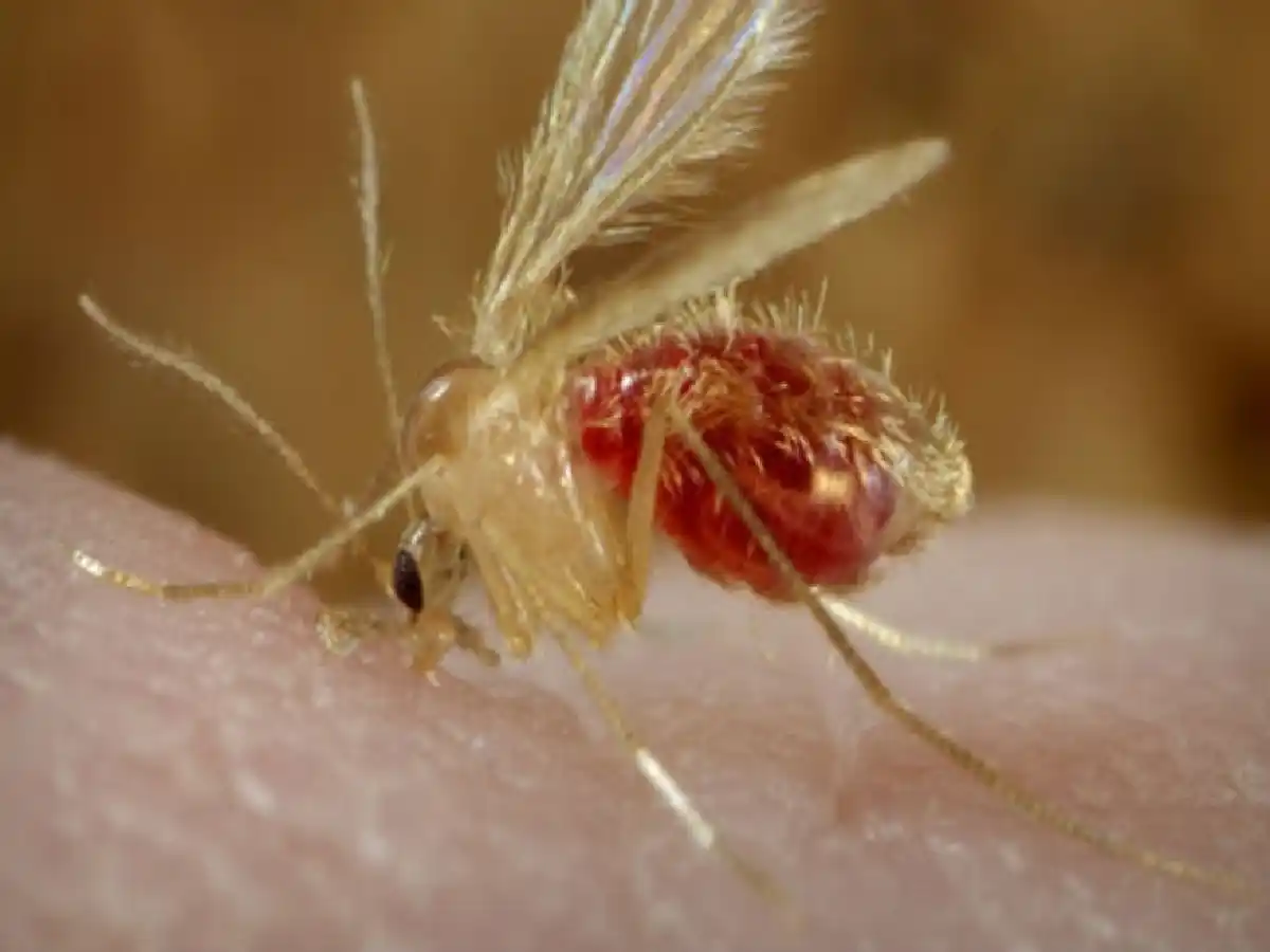 Recomiendan extremar prevención ante casos de leishmaniasis canina