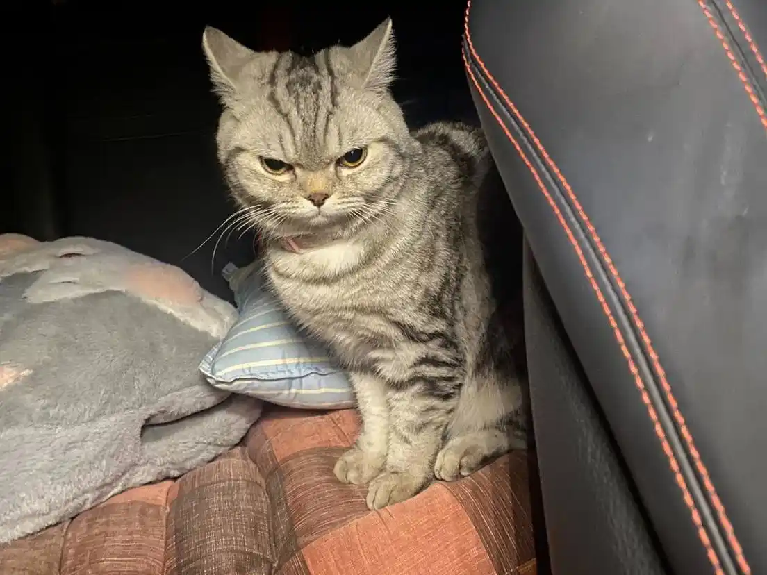 Una gata rebelde causó revuelo en Tailandia: terminó “arrestada” por morder a policías