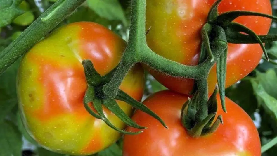 Se realizará una charla sobre el virus rugoso del tomate: "Las pérdidas productivas son grandes y hay que prevenir"
