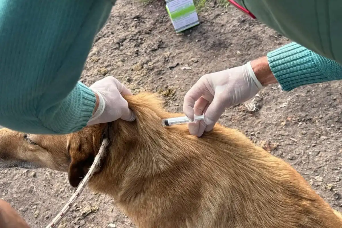Vacunaron contra la leptospirosis a 52 perros en el Camino de la Costa