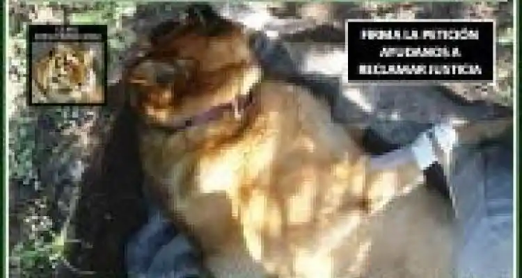 Envenenamiento de perros: “Tenemos individualizada a la persona que posiblemente sea la autora”