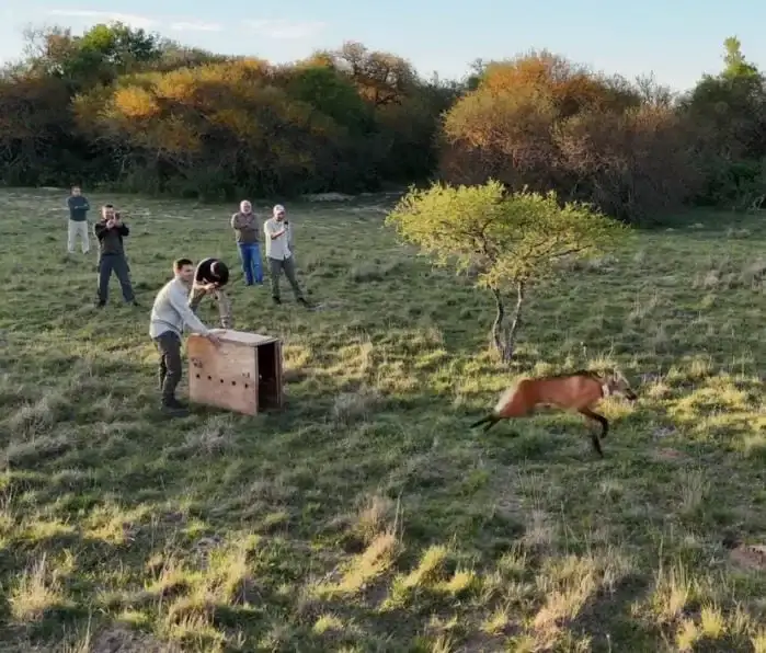 Liberaron un nuevo ejemplar de aguará guazú en la Reserva El Potrero