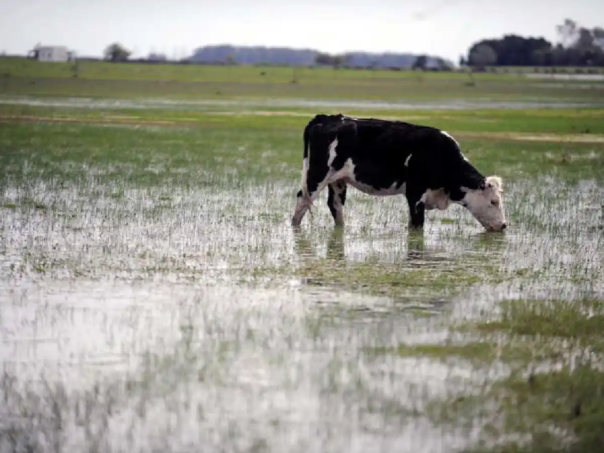 Proponen declarar la emergencia agropecuaria en Córdoba, Chaco y Formosa