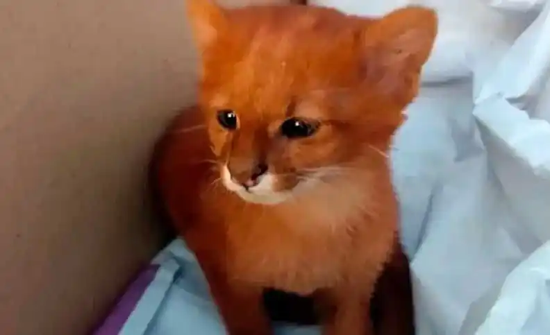 Cuidan a un ejemplar de Puma Jaguarundi hallado en la zona rural antes de su reinserción al hábitat natural