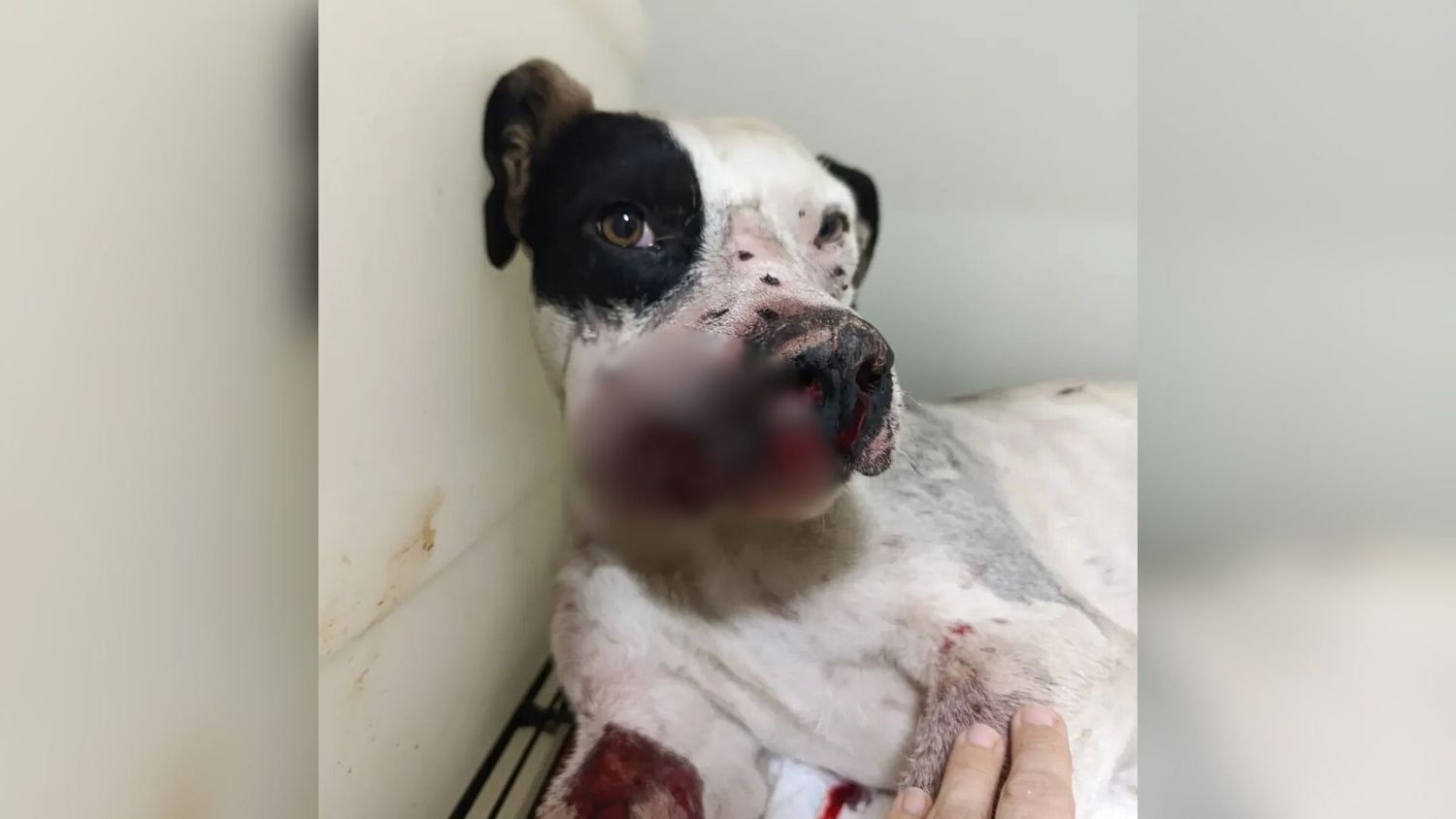 Brutal ataque a un perro en Tandil: lo encontraron con múltiples perdigones en el rostro