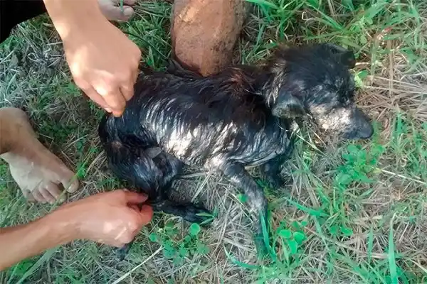 Crueldad sin límites: Arrojaron al río Paraná un perro con las patas atadas y una piedra