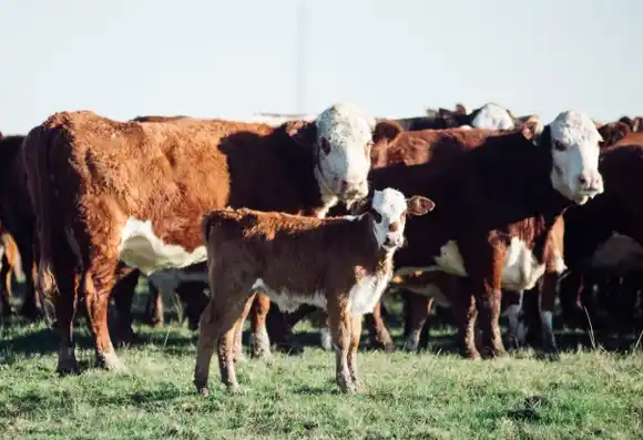 Agosto confirmó la firmeza de los remates con subas de dos dígitos en la mayoría de las categorías