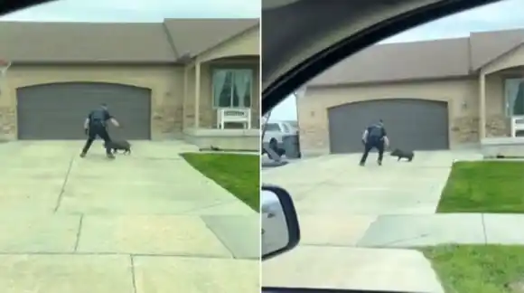 ¡PARA LO QUE QUEDARON! Policía persigue y captura a cerdito fugitivo mala conducta (VIDEO VIRAL)