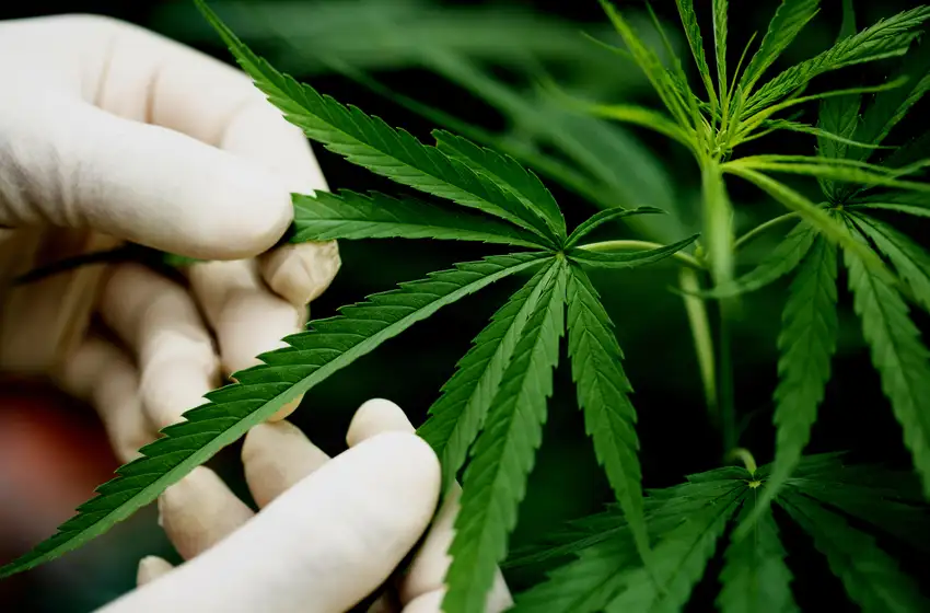 Mar del Plata será sede en Semana Santa de la I Cumbre Internacional de Cannabis y Cáñamo
