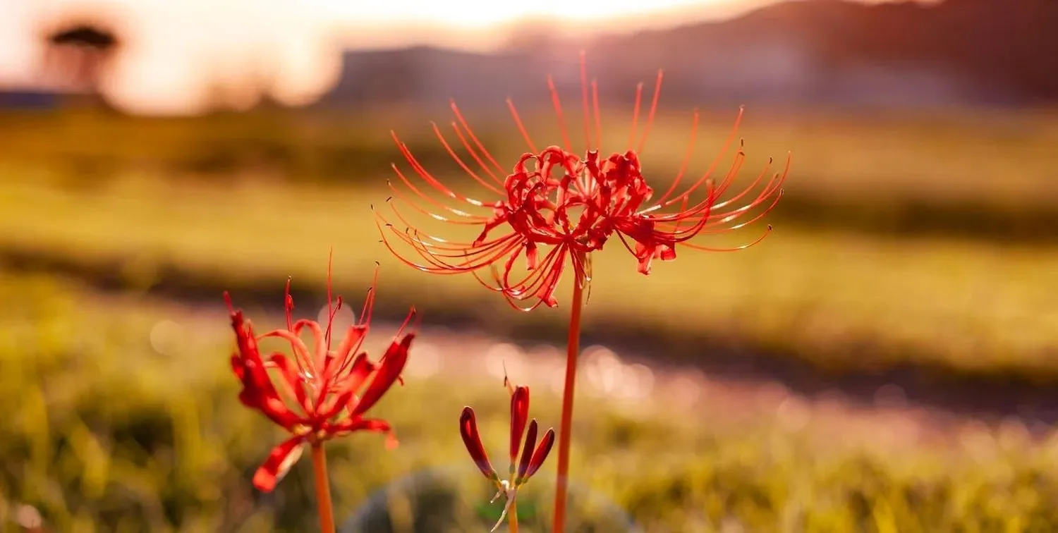 El sol brillante marca el equinoccio de primavera, creando días más largos y cálidos.