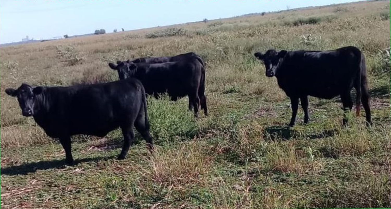 Recrudece el robo de ganado en la zona de islas y hay preocupación entre los productores