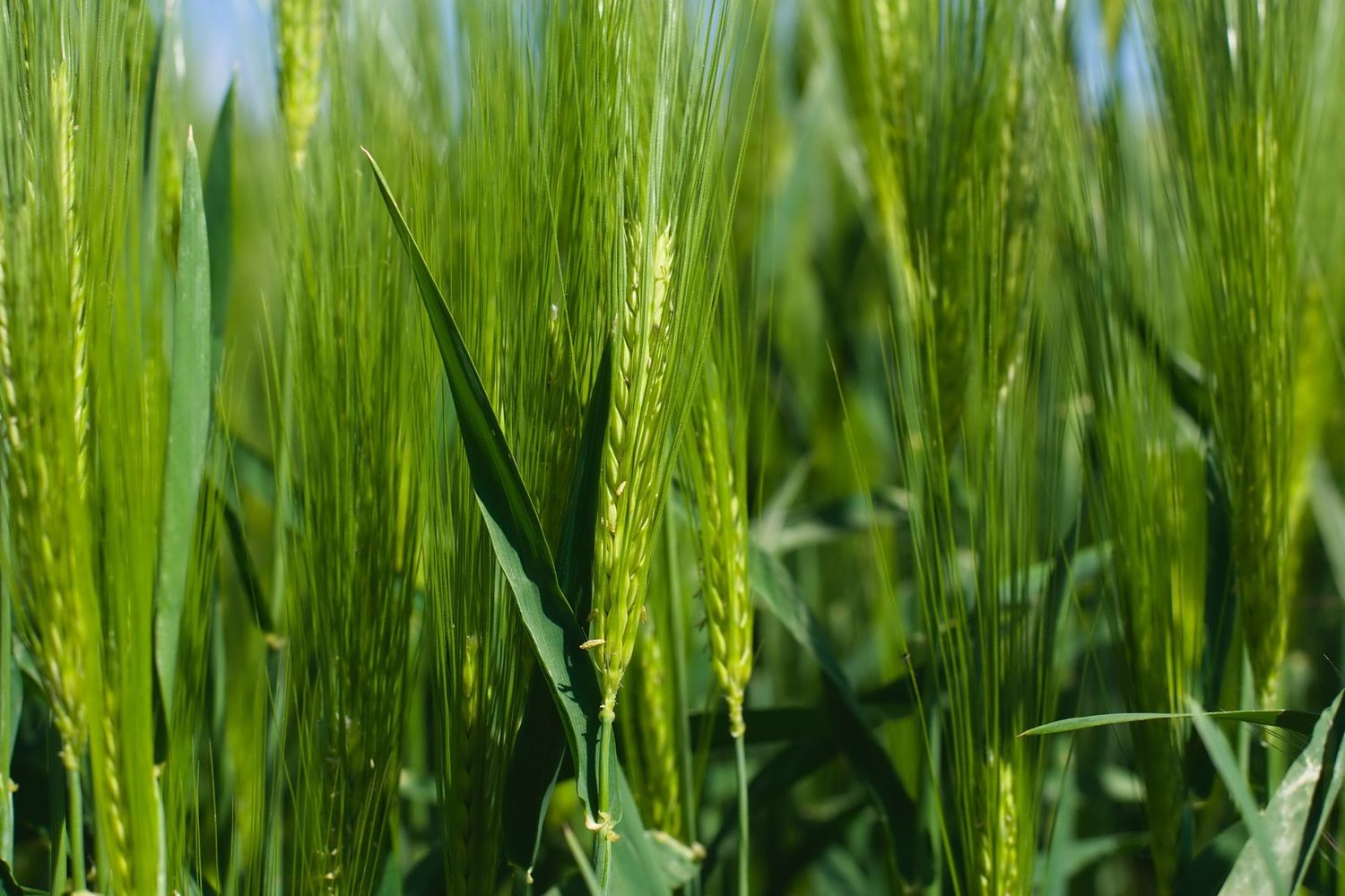 Trigo: con estrategias de control evitaron pérdidas de 700 kg/ha por enfermedades
