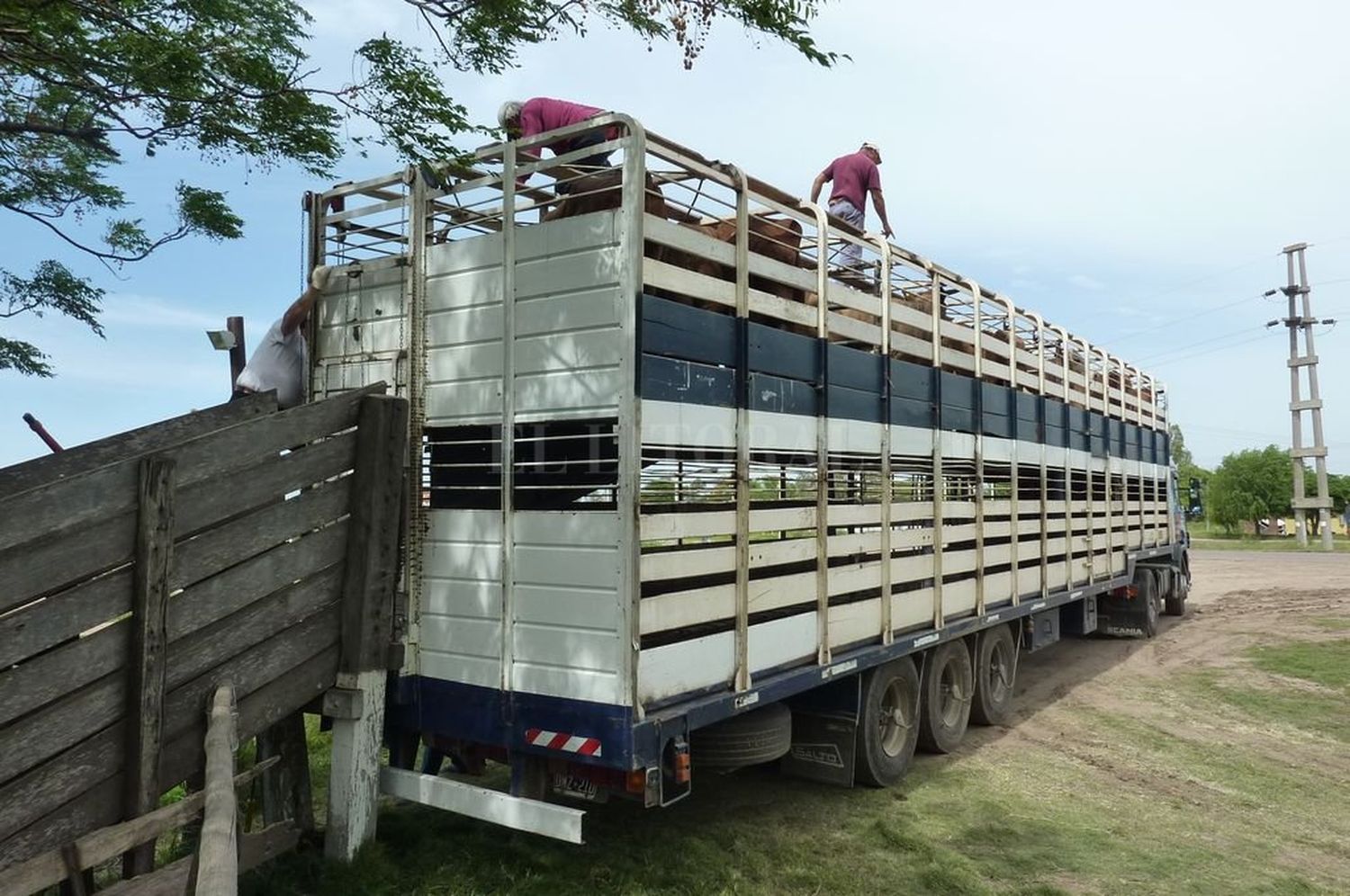 Senasa flexibiliza la normativa sobre desinfección de transporte de animales