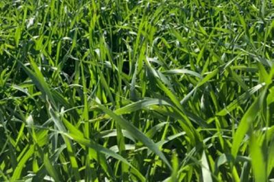 Trigo 2025/26: el 90% de los lotes de la región núcleo se encuentran en condiciones excelentes