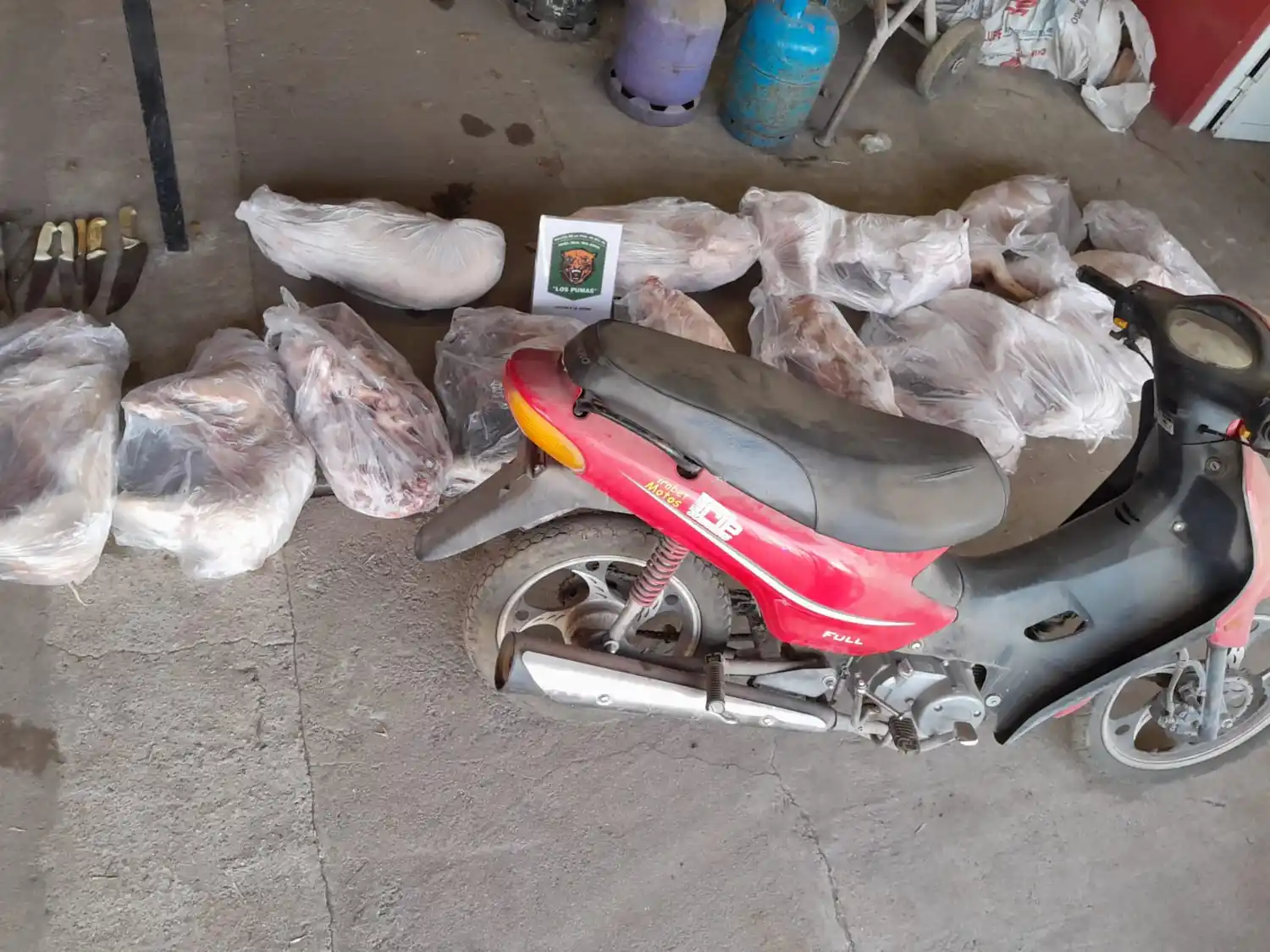 Los lechones embolsados y congelados incautados en la vivienda el propietario de la parrilla.