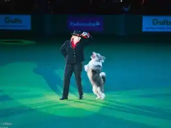 La coreografía que consagró a "Lizzy", campeona europea de danza canina